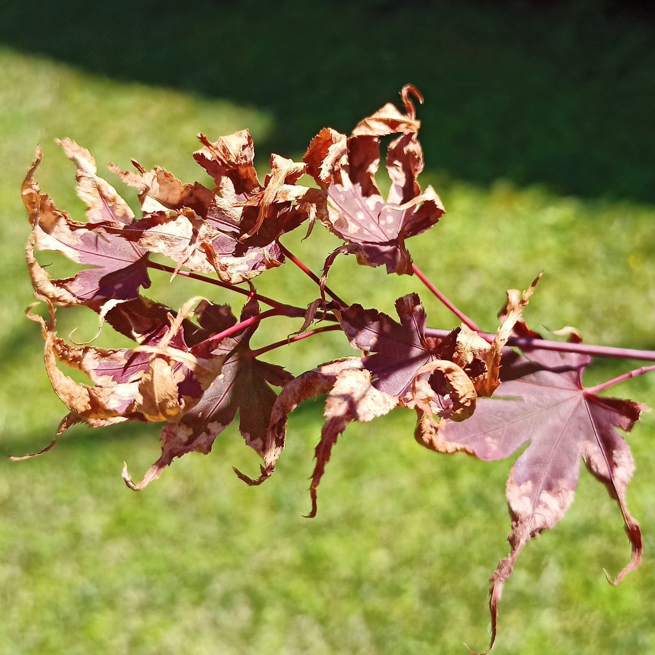 CLOSE-UP OF WILTED PLANT WITH RED LEAVES