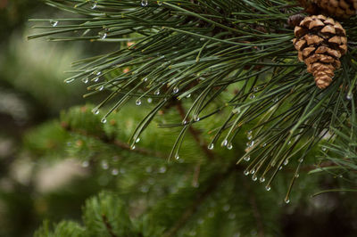 Close-up of fresh green leaf in water