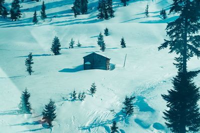 High angle view of trees on snow