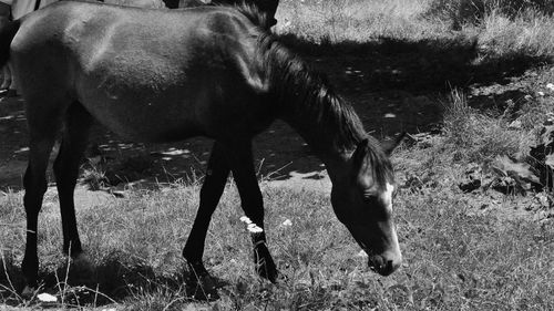 Horse grazing on field