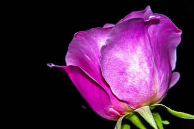 Close-up of flower over black background