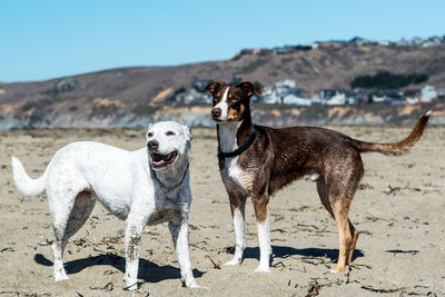 Dogs standing on beach