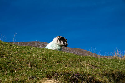 Dog looking away on field