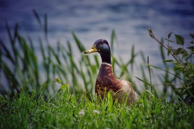 Close-up of duck on field