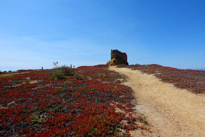 Narrow pathway along landscape