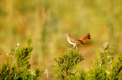Bird perching on a plant