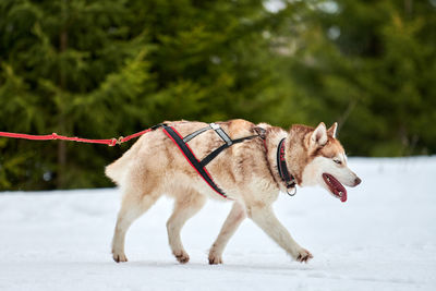 View of a dog on snow