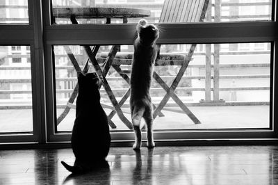 Cat standing on window