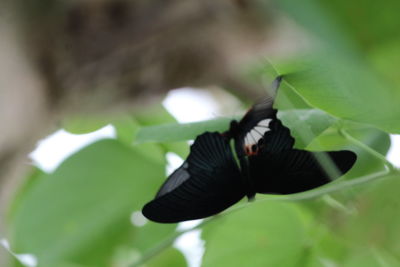 Close-up of butterfly on leaf