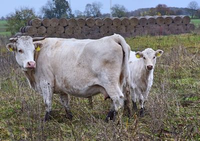 Cow on field