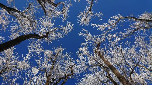 Low angle view of tree against clear blue sky