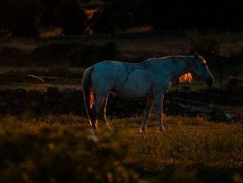 Horse grazing in field