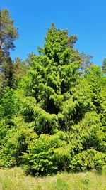 Low angle view of trees against sky