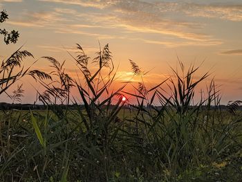 Plants growing on field against sky during sunset