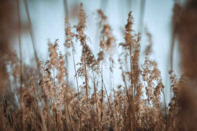 Close-up of plants