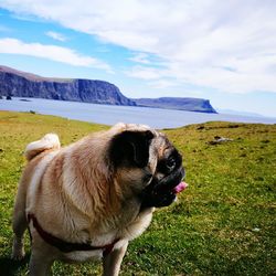 Dog on field against sky