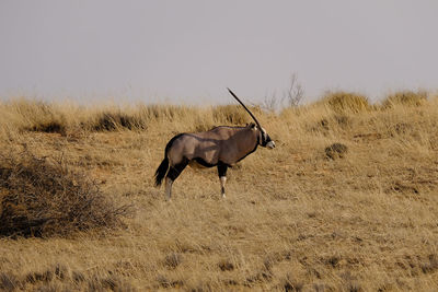 Side view of horse on field against sky