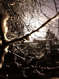 Close-up of silhouette tree against sky during sunset