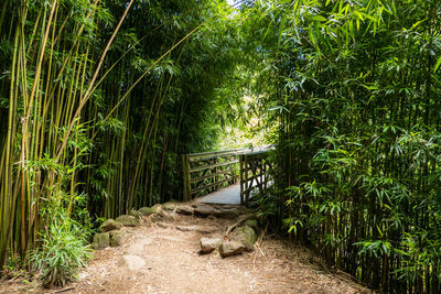 Footbridge amidst bamboos on field