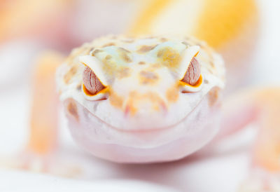 Close-up of crab