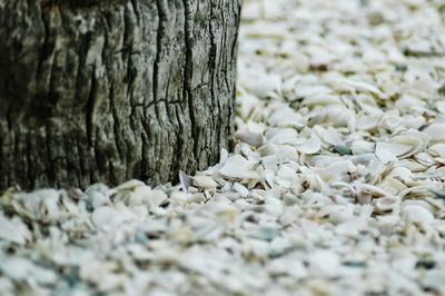 Close-up of tree trunk