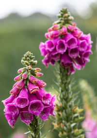 Close-up of pink flowering plant