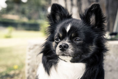 Portrait of black dog