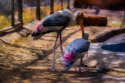 Painted storks at zoo