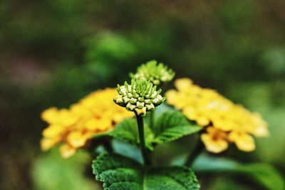 Close-up of yellow flowers