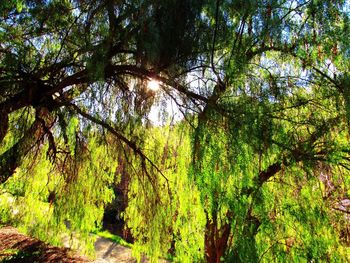 Low angle view of trees in forest