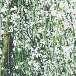 Close-up of plants