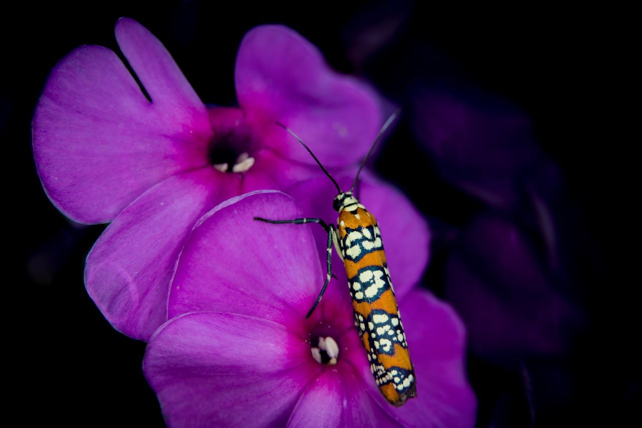 one animal, petal, flower, animal themes, insect, animals in the wild, purple, animal wildlife, nature, beauty in nature, close-up, flower head, outdoors, fragility, pink color, day, freshness, one person, people