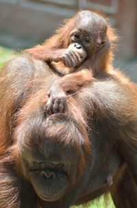 Close-up of a monkey