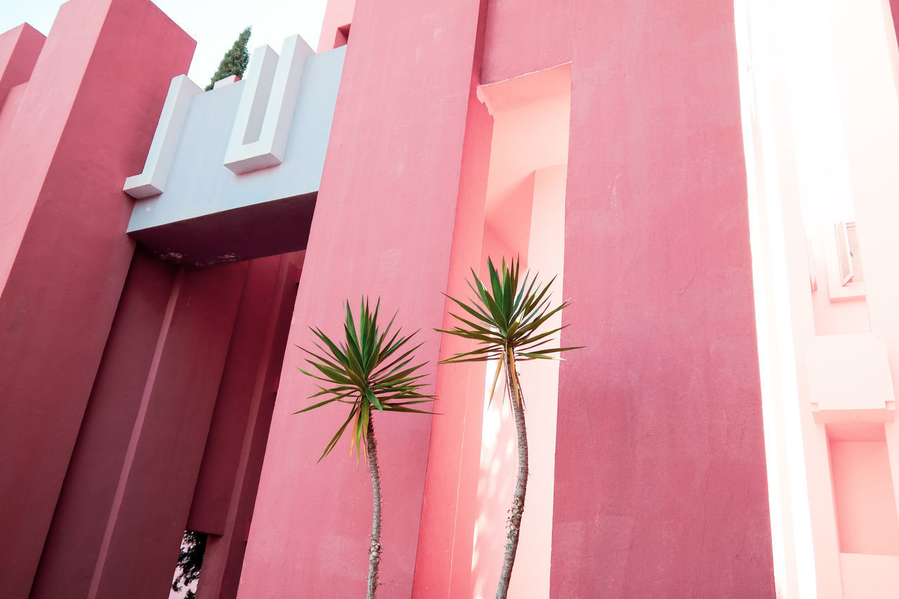 LOW ANGLE VIEW OF POTTED PLANT ON BUILDING