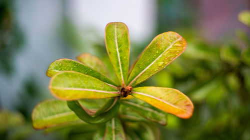 Close-up of insect on leaf