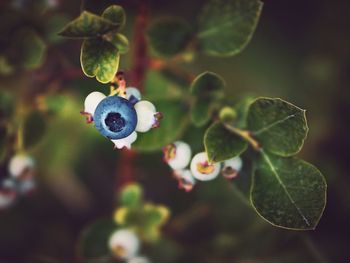 Close-up of berries growing on plant