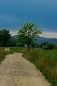 Trees growing on field by road against sky