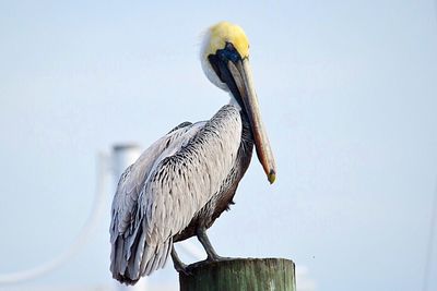 Close-up of bird perching on railing
