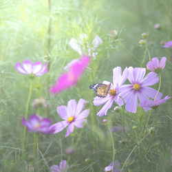 Close-up of bee pollinating on purple flowers