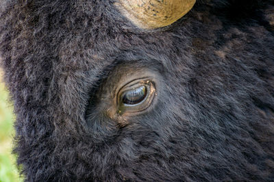 Close-up of monkey