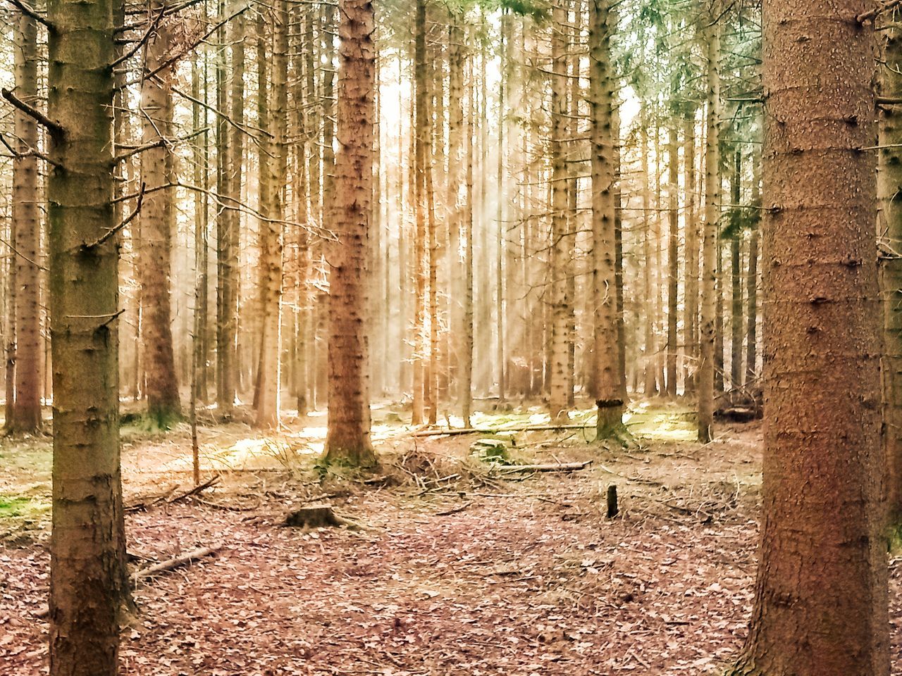 tree, forest, land, tree trunk, trunk, plant, woodland, nature, natural environment, tranquility, beauty in nature, grove, tranquil scene, non-urban scene, sunlight, growth, scenics - nature, environment, no people, landscape, day, leaf, autumn, outdoors, wood, idyllic, wilderness, remote, pine woodland, plant part