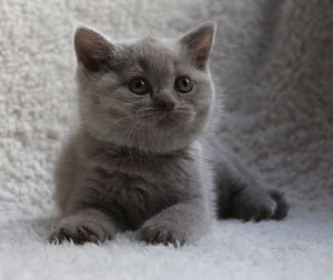 Portrait of cute kitten