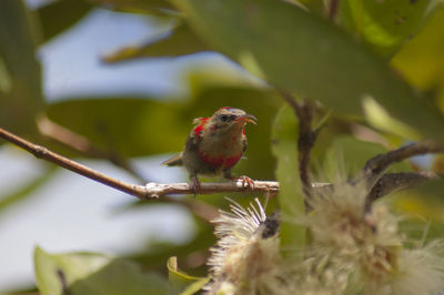 Close-up of bird perching on plant