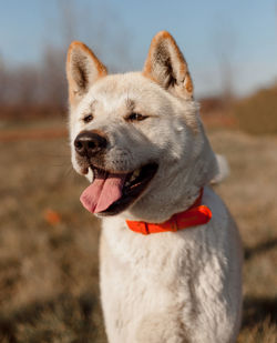 Close-up of dog looking away