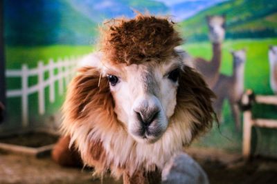 Close-up portrait of lama