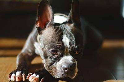 Close-up portrait of dog