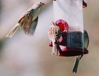 Close-up of bird perching on feeder