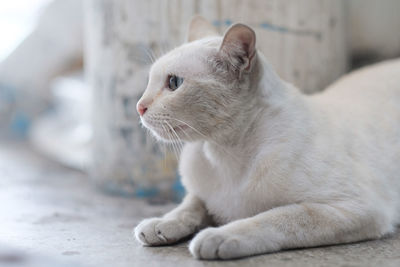 Close-up of a cat looking away