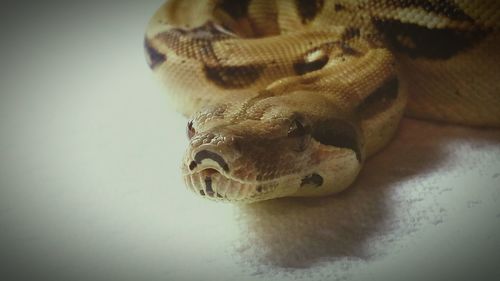 Close-up of food on table