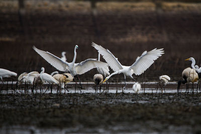 Flock of birds on field